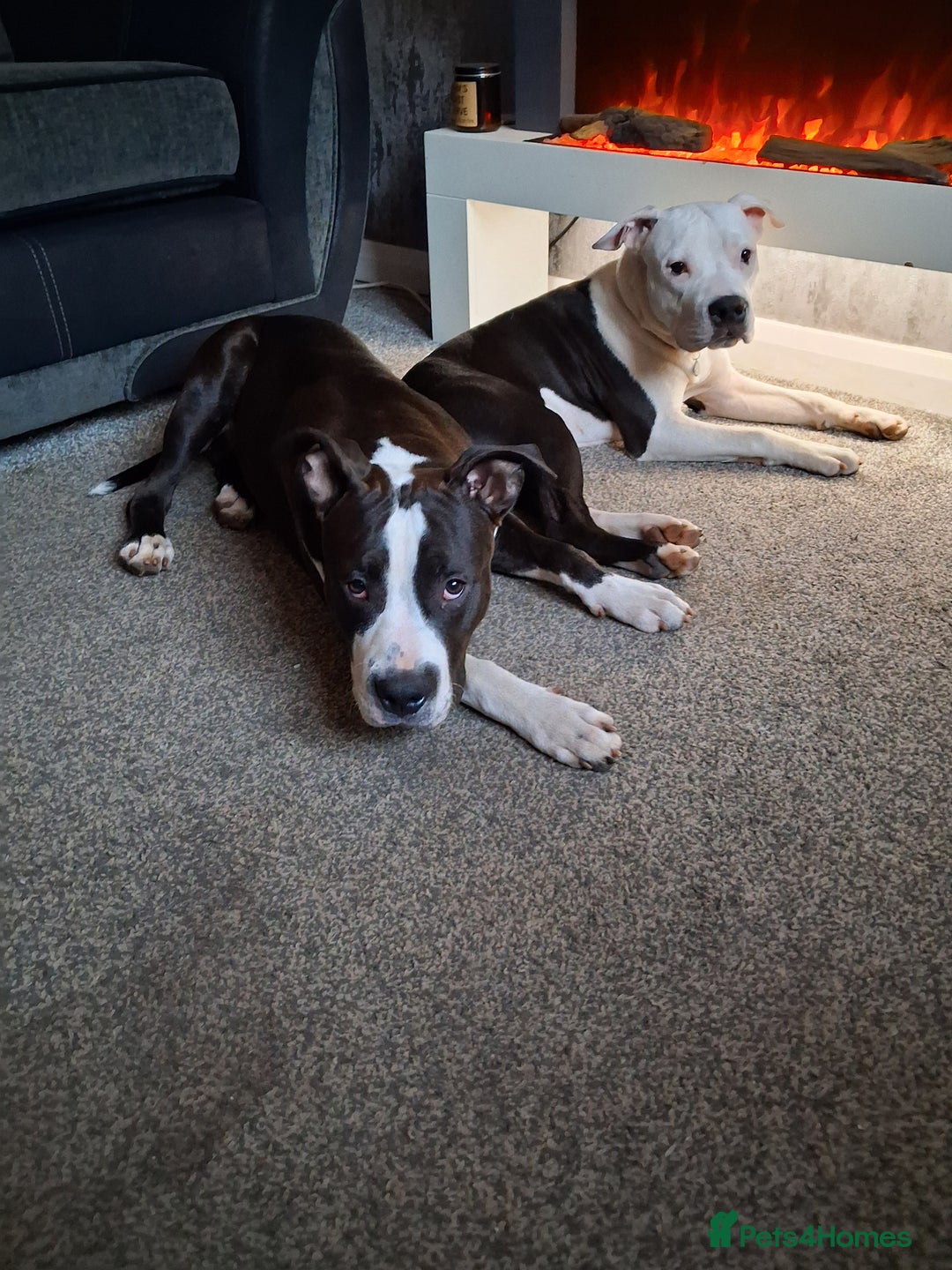 American Bull Staffy dogs for sale: 'Dodge' (boy) - Image 4