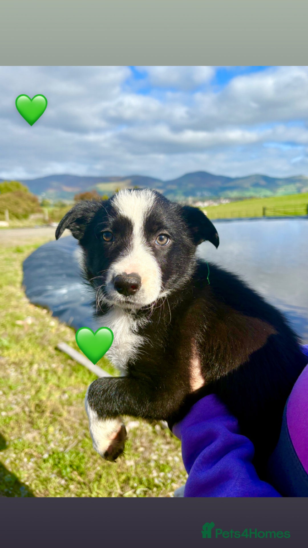 Border Collie dogs for sale: Pure bred, beautiful Border Collie puppies 🖤🤍🐾 - Image 19