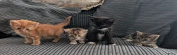 Mixed Breed cats for sale: Kitten  - Advert 11