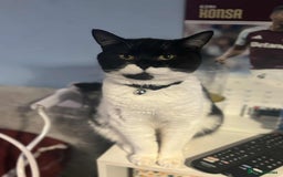 Mixed Breed cats for sale: Mixed breed British short haired kittens  - Image 4
