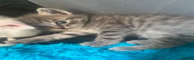 Bengal 1