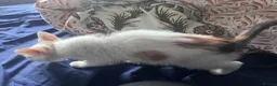 Mixed Breed cats for sale: Stunning 8 week Old Mix Breed kittens - Advert 21
