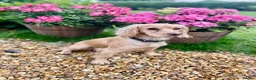 Cockapoo dogs for sale: Gorgeous F1 Cockapoo Puppies 🩷 in Llandinam - Advert 3