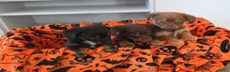 Mixed Breed dogs for sale: Beautiful puppy's ready for adoption  in Salisbury - Advert 2