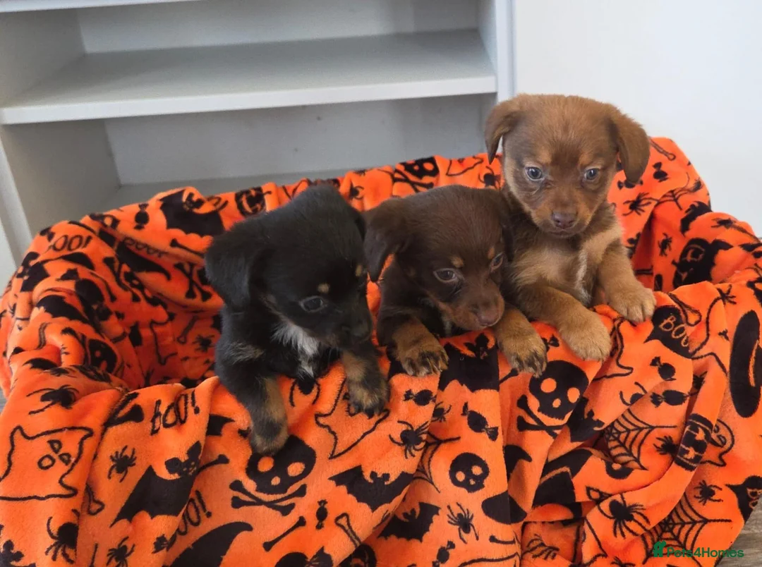 Mixed Breed dogs for sale: Beautiful puppy's ready for adoption  in Salisbury - Advert 2