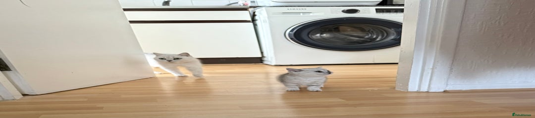 British Shorthair Kitten 3