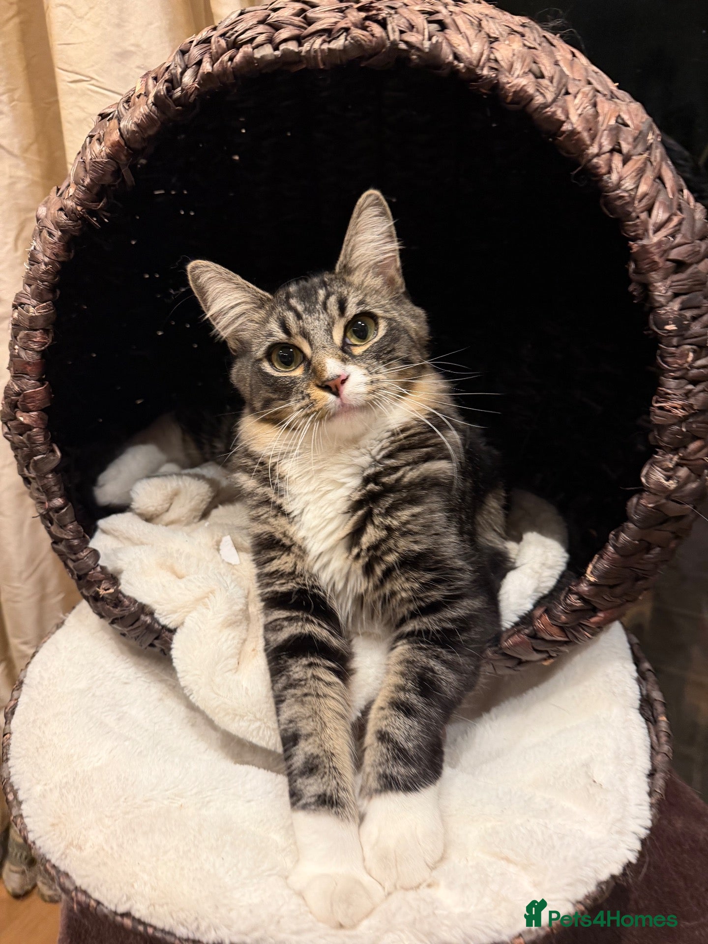 Mixed Breed cats Cuddly Mix Ragdoll Boy  - Advert 8