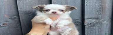 Chihuahua 5