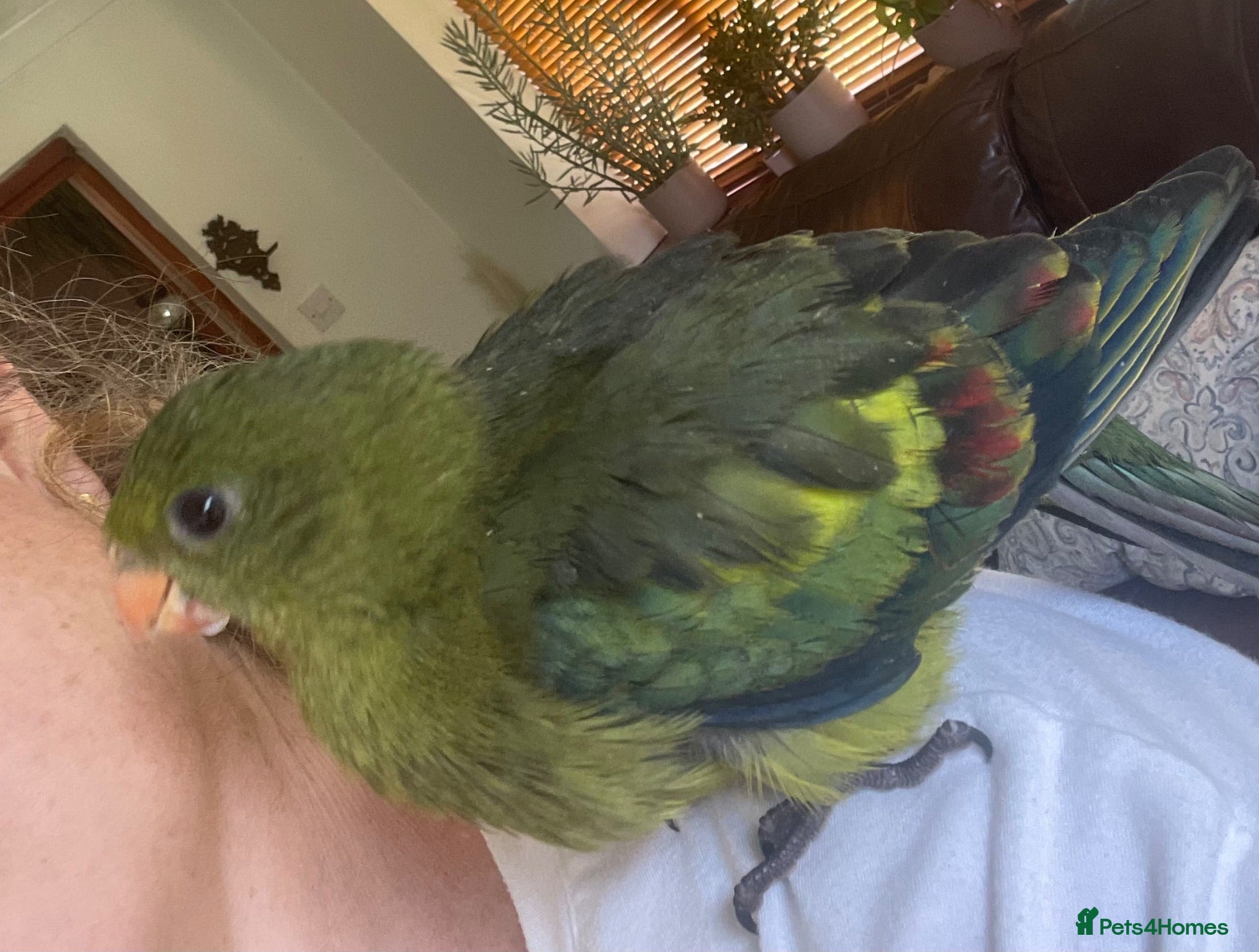 Parakeets birds Hand reared baby Rock Pebblers - Advert 1