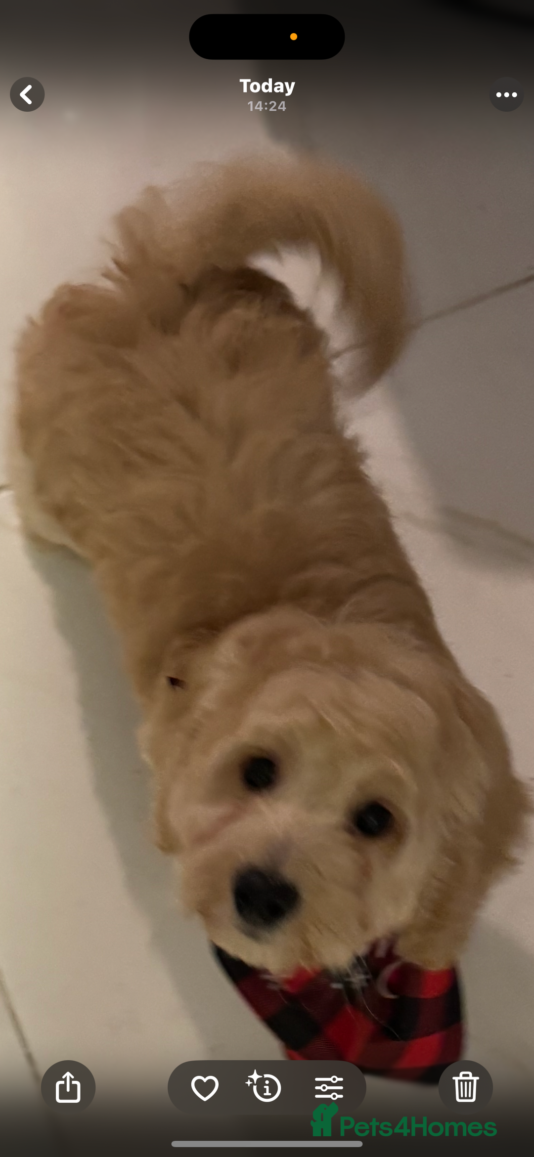 Cockapoo dogs for sale: Beautiful cockapoo puppy ready now xxx - Advert 3