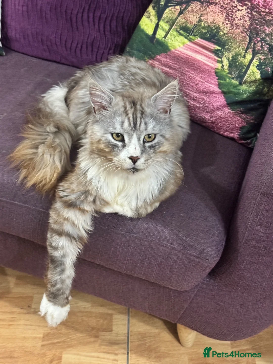 Maine Coon cats for stud: Maine coon stud Ozzy import Poland - Advert 2