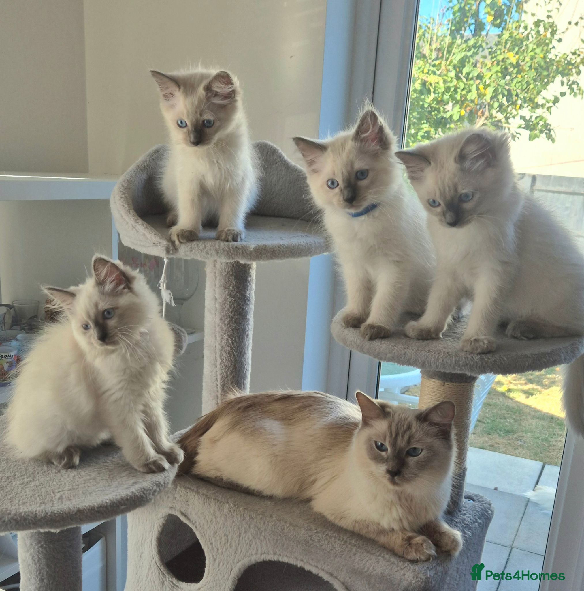 Ragdoll cats 💙 Blue Point Ragdolls 💙 - Advert 2