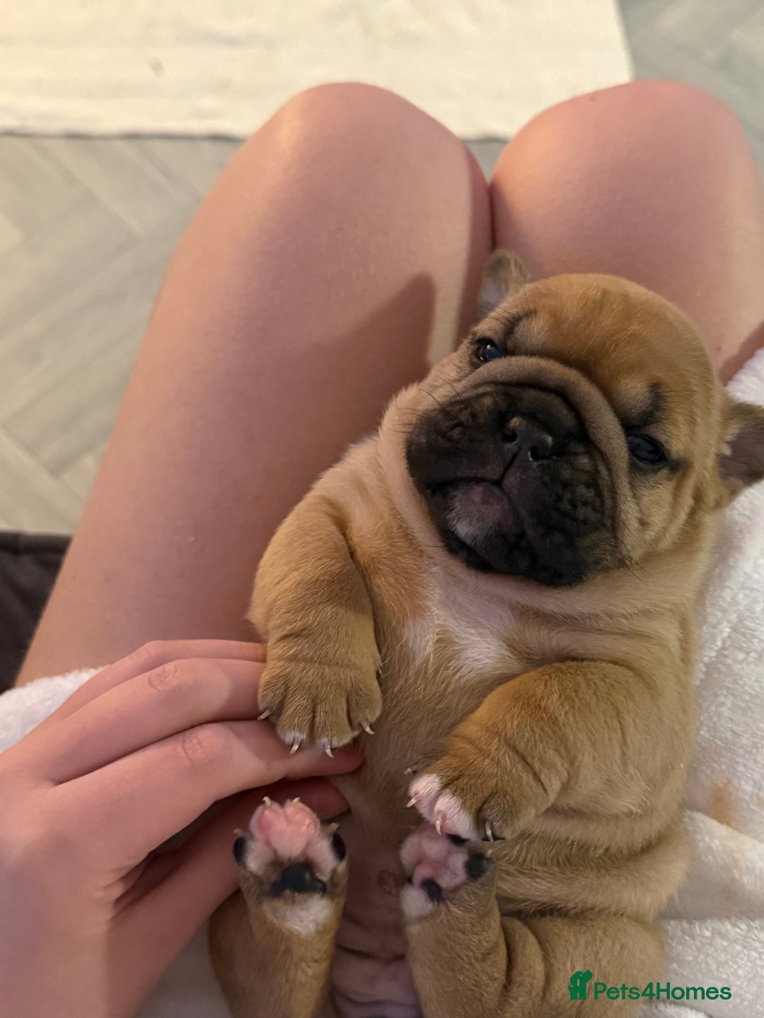 Mixed Breed dogs for sale: 3 girls 1 boy pup for sale - Advert 10