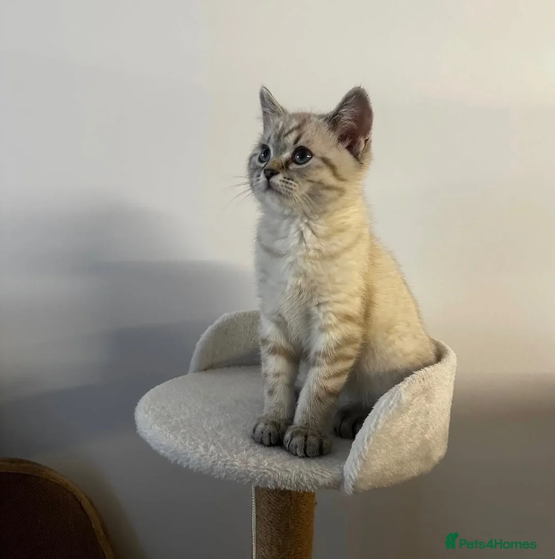 British Shorthair cats for sale: Chunky Female Colourpoint British Shorthair Kitten - Advert 2