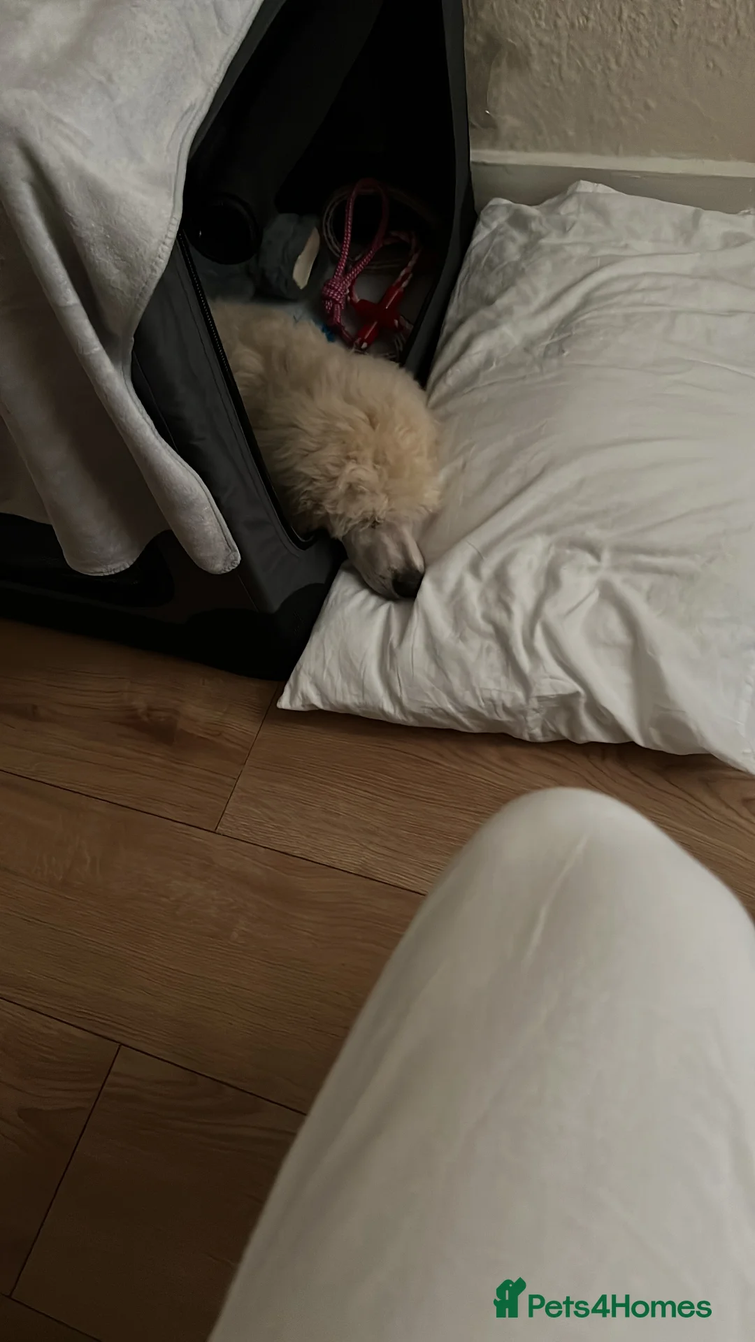 Standard Poodle dogs for sale: Pure-breed standard poodle puppy - Advert 2