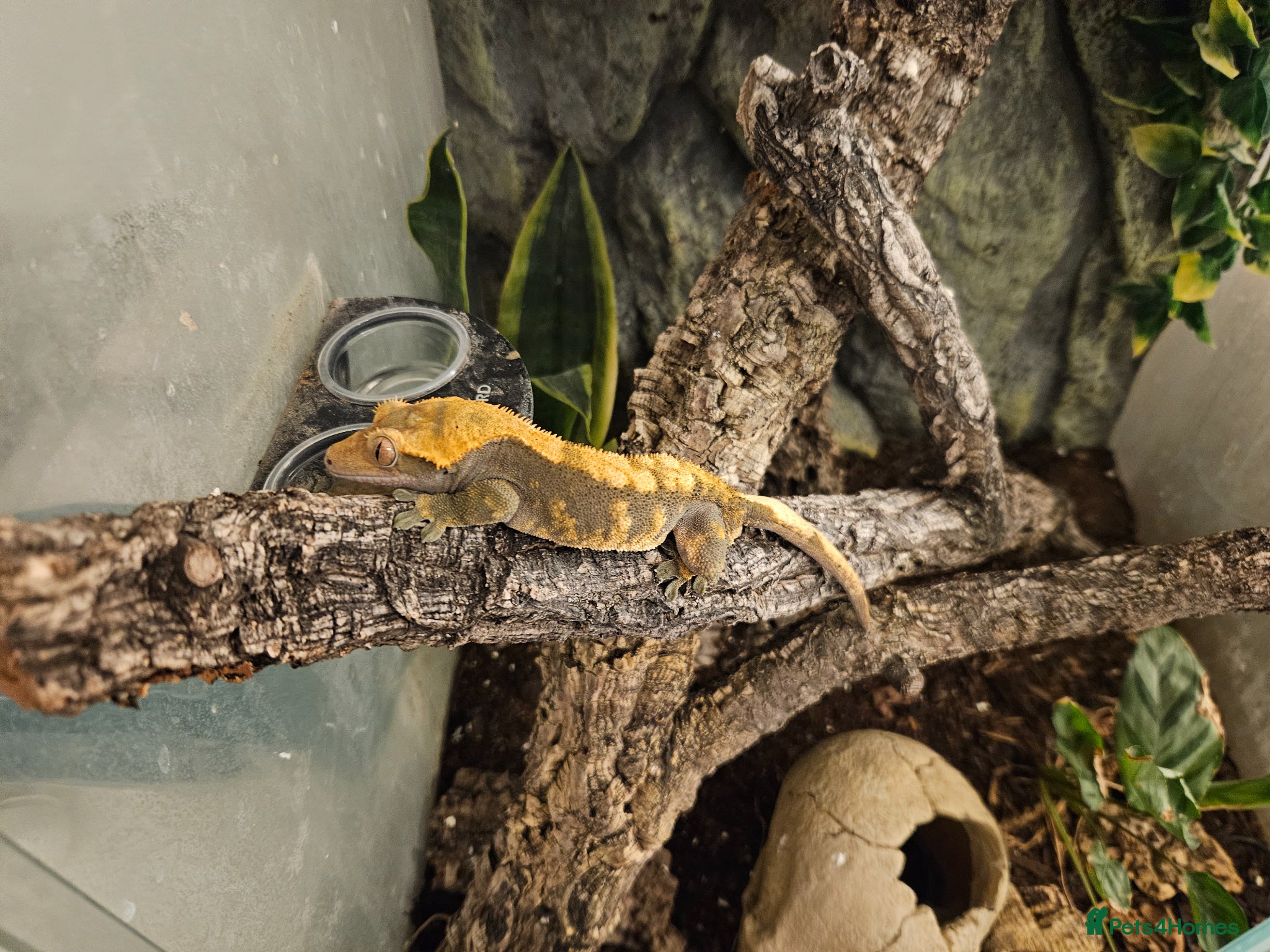 Gecko reptiles for sale: Crested Gecko with set up - Advert 1