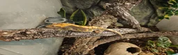 Gecko reptiles for sale: Crested Gecko with set up - Advert 1