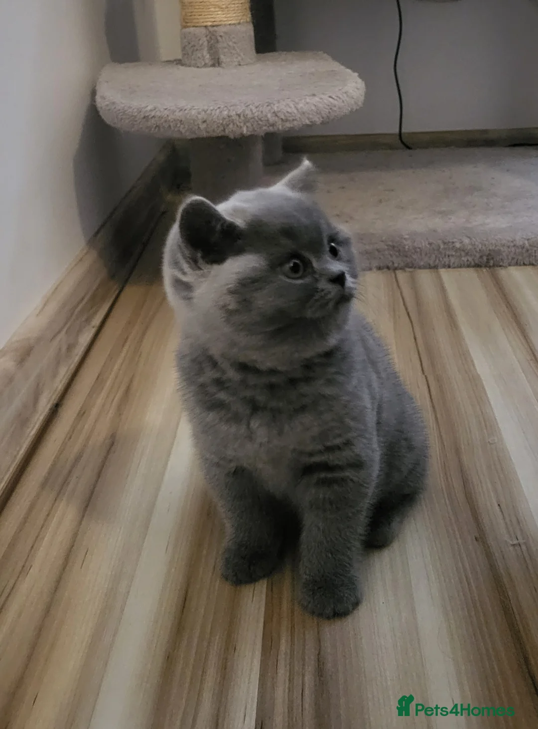 British Shorthair cats for sale: GCCF British Shorthair kittens - Advert 2