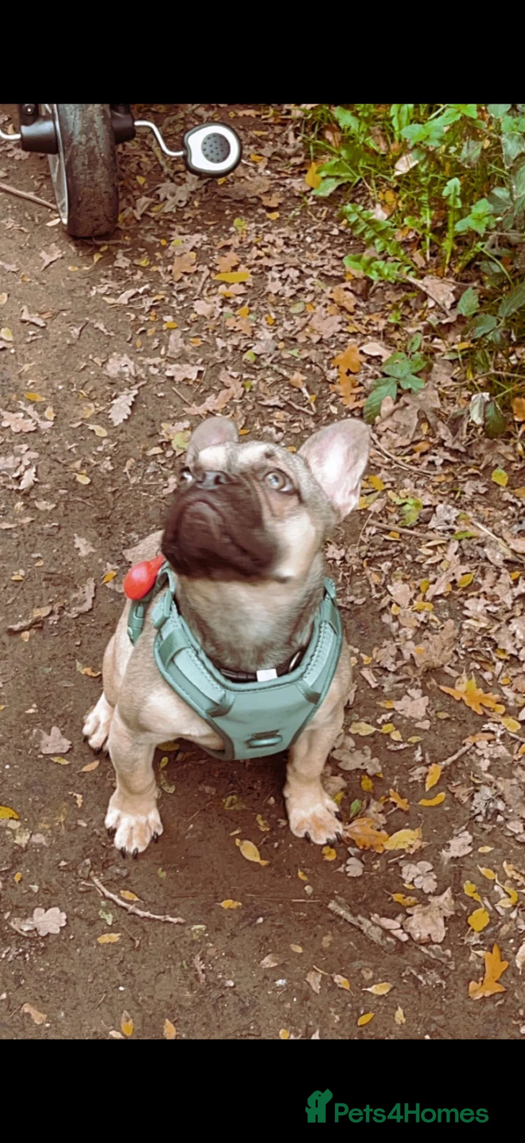 French Bulldog dogs for sale: Teddy in Northampton - Advert 2