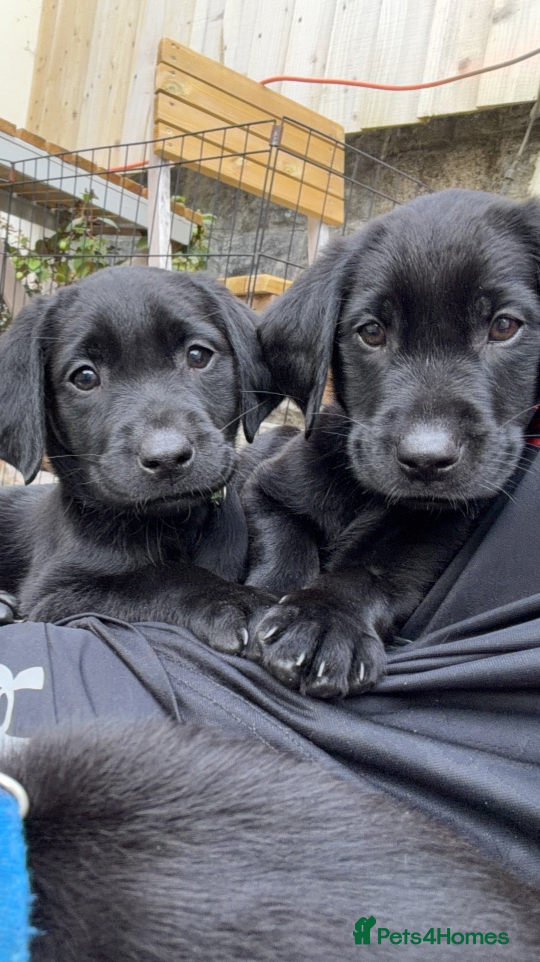 Labrador Retriever dogs Stunning labs READY TO GO - Advert 1