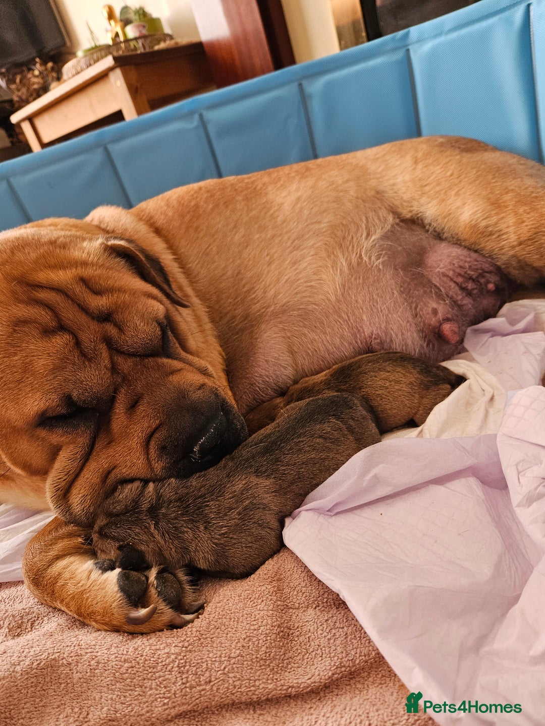 Shar Pei dogs for sale: Shar Pei puppies  - Image 8