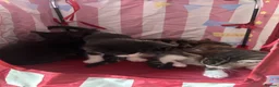 Mixed Breed cats for sale: 4 beautiful playful kittens for sale  - Advert 5