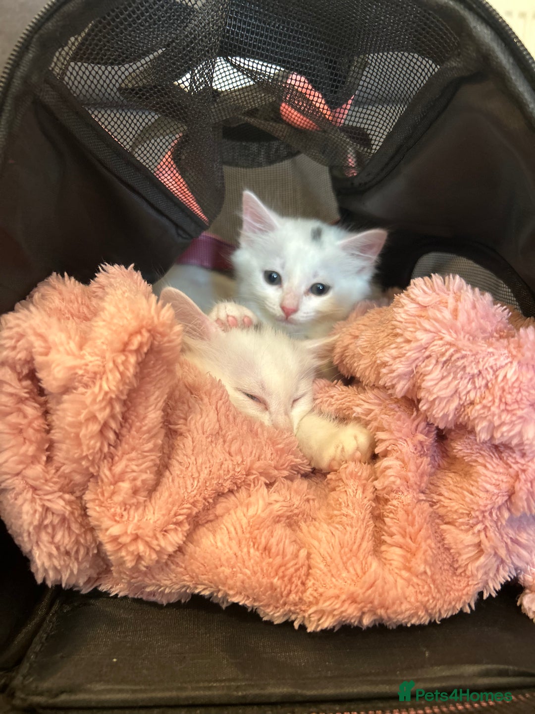 Mixed Breed cats for sale: 8 week old kitten  - Image 1