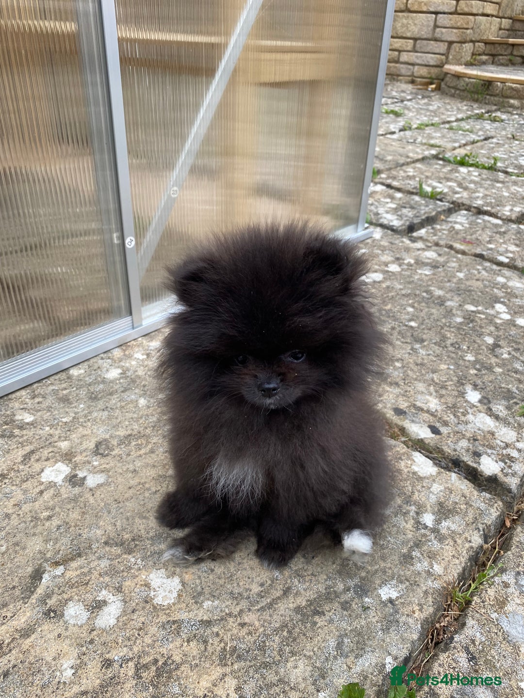 Pomeranian dogs for sale: Gorgeous tiny male Pomeranian puppy - Rocko - Image 6