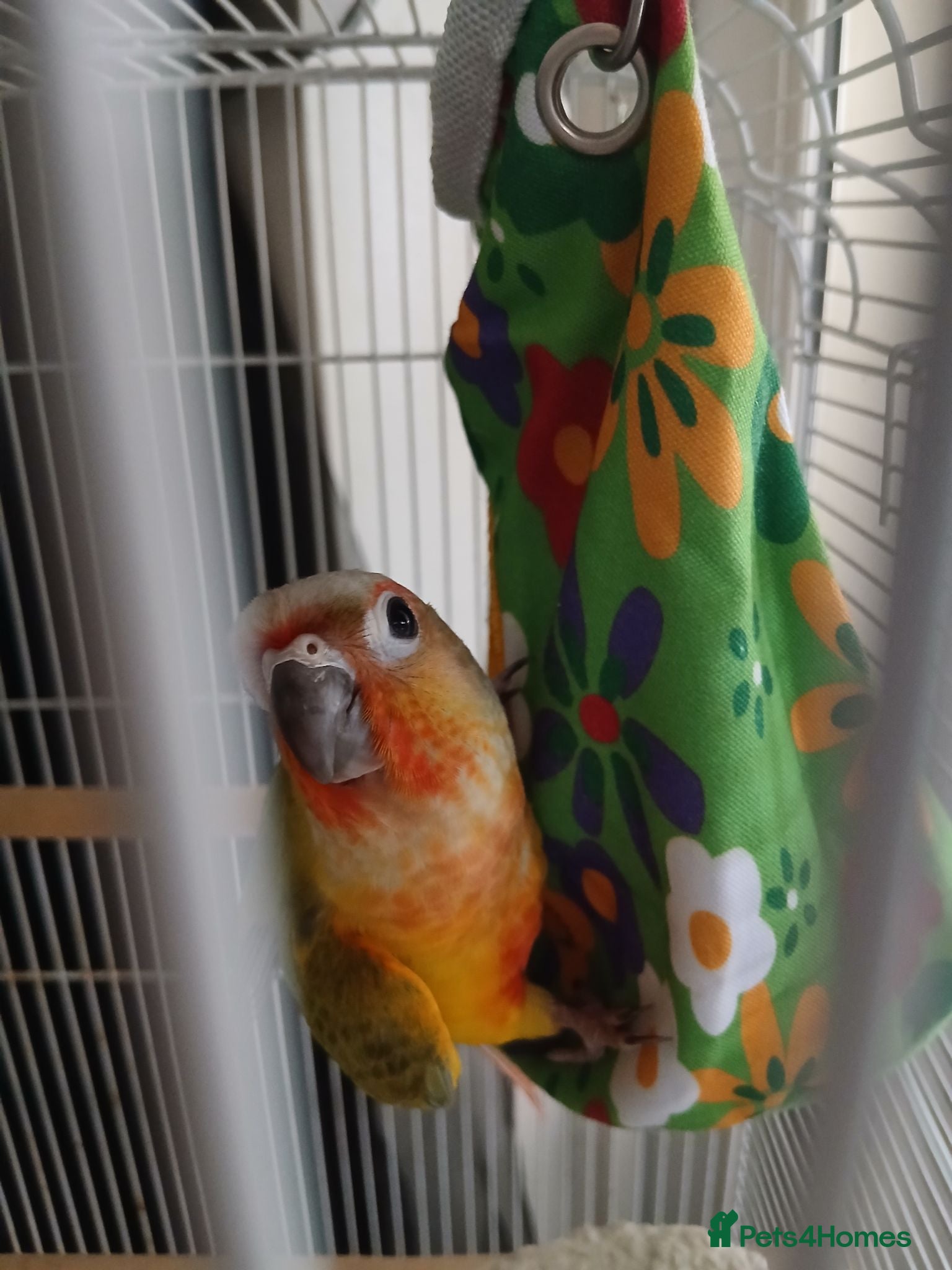 Conures birds Pineapple conure young adult - Advert 18