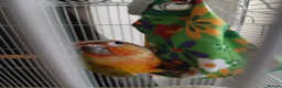 Conures birds for sale: Pineapple conure young adult - Advert 1