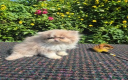 Persian cats for sale: 🏆champion sired persian and exotics kittens😸 ♥️  - Image 9