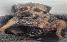 Border Terrier dogs for sale: The best border terriers - Image 2