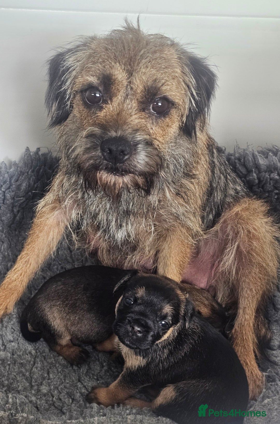 Border Terrier dogs for sale: The best border terriers - Image 2