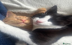 Mixed Breed cats for sale: Male cats  - Image 5