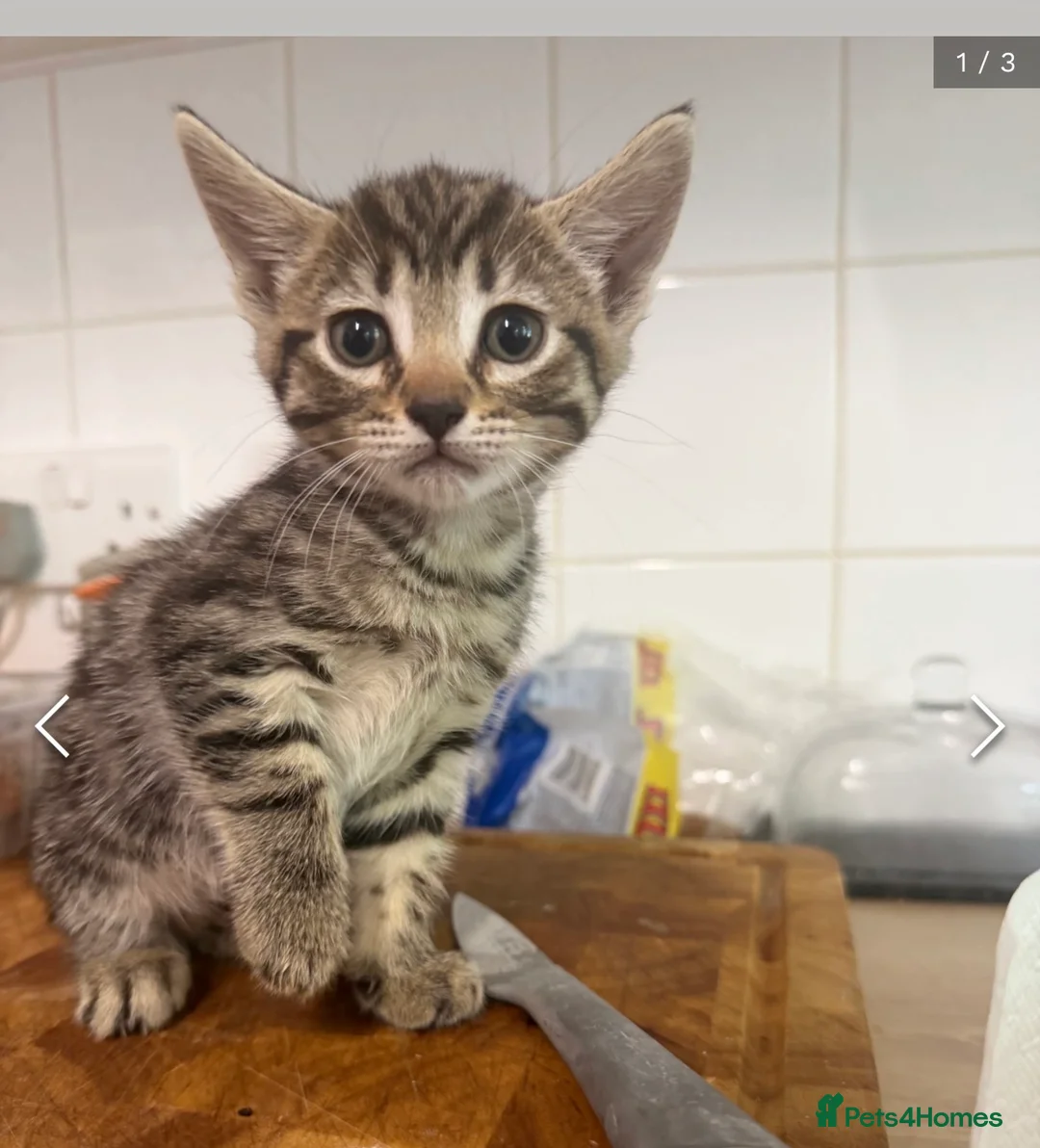 Mixed Breed cats for sale: 2 beautiful tabbys - Advert 3