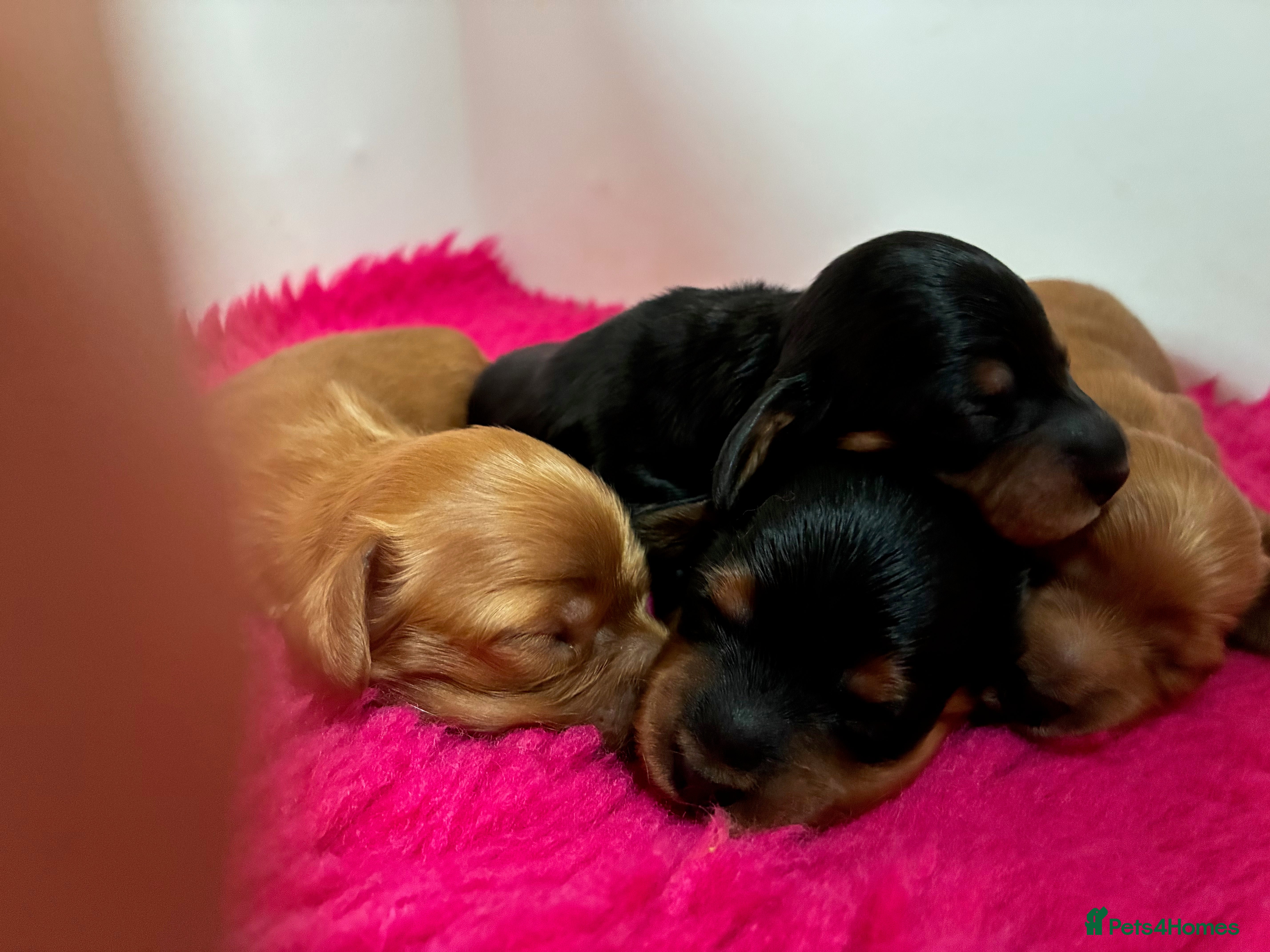 Miniature Dachshund dogs Brothers & sisters  to Crufts Best Puppy Dog 2025 - Advert 2