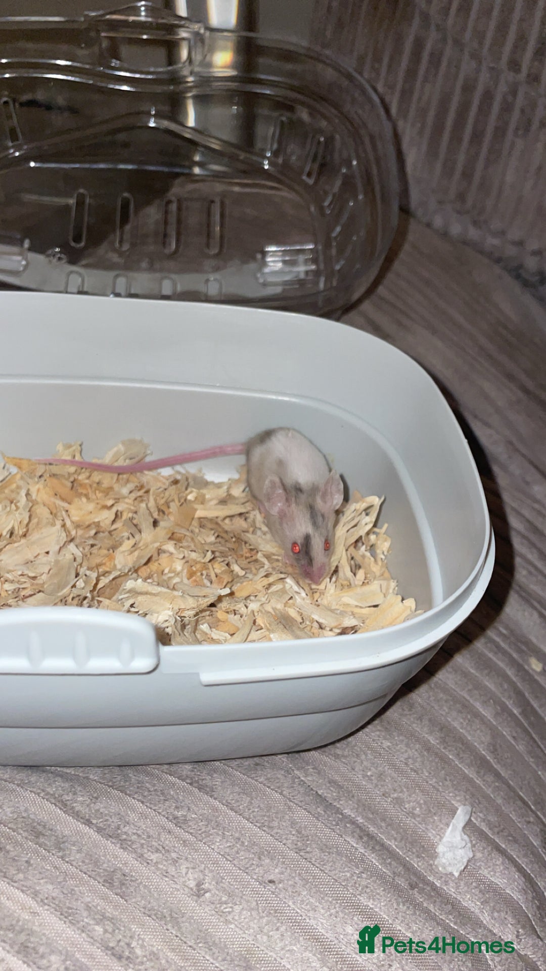 Mouse rodents for sale: Female baby mice.  - Advert 9