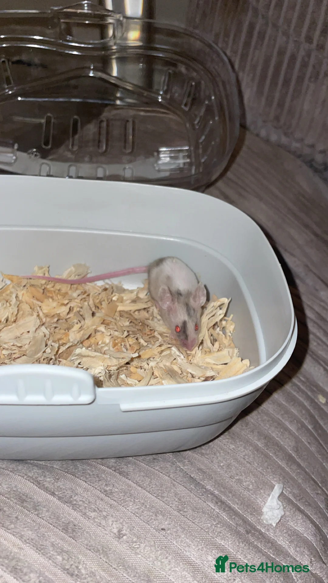 Mouse rodents for sale: Female baby mice.  - Advert 9