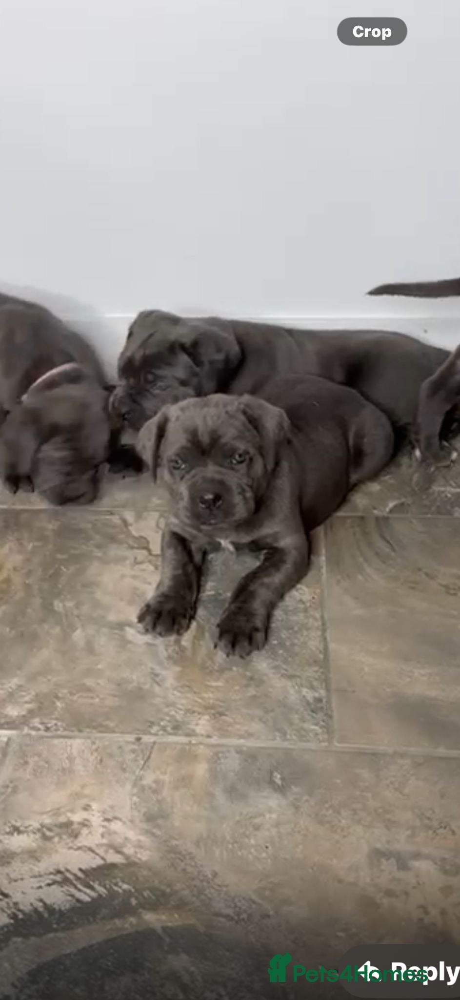 Cane Corso dogs Cane corso puppy’s  - Advert 8