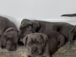 Cane Corso dogs Cane corso puppy’s - Advert 8