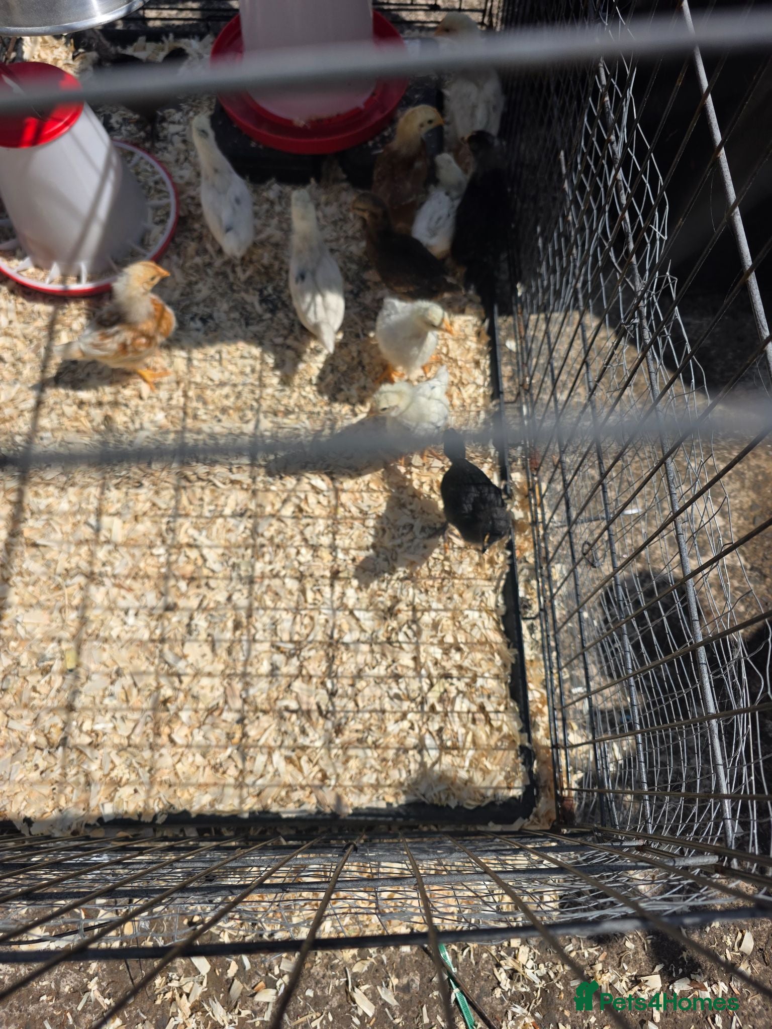 Chickens poultry Chick for sale  - Advert 2