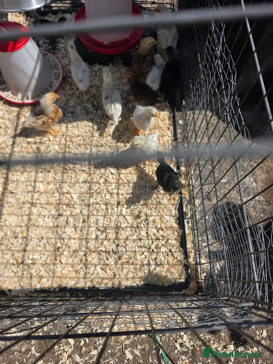 Chickens poultry for sale: Chick for sale  - Advert 2