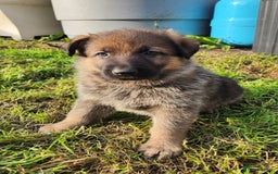 German Shepherd dogs for sale: KC reg German Shepherd Puppies - Family dogs - Image 12