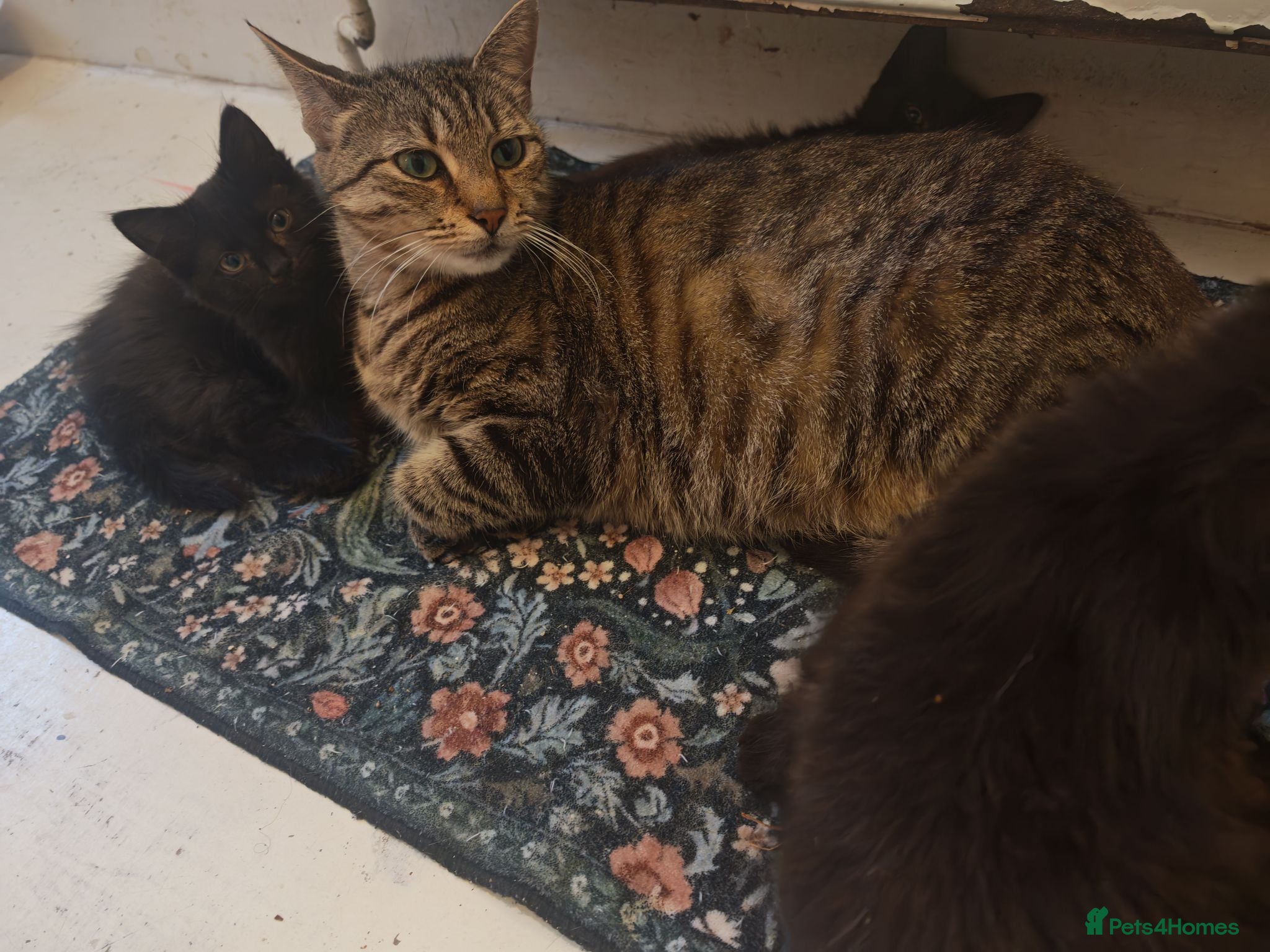 Mixed Breed cats Three lovely female kittens  - Advert 2