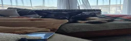 German Shepherd dogs for stud: 2year old Male for stud  - Advert 3