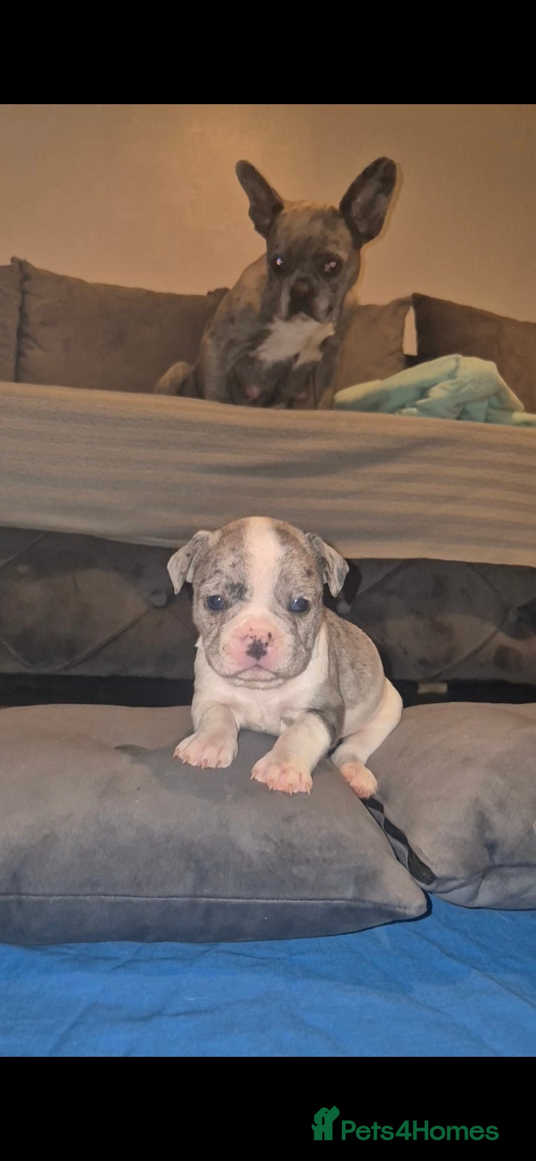 French Bulldog dogs for sale: DWKC beautiful French bulldogs prices negotiable - Advert 3