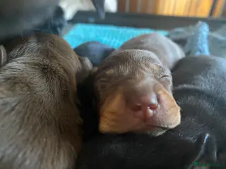 Miniature Dachshund dogs KENNEL CLUB REG - Advert 13