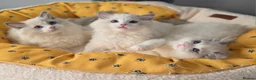 Ragdoll cats for sale: 💙✨️🏆Waiting list*TICA Exclusive Ragdoll kittens  - Advert 30