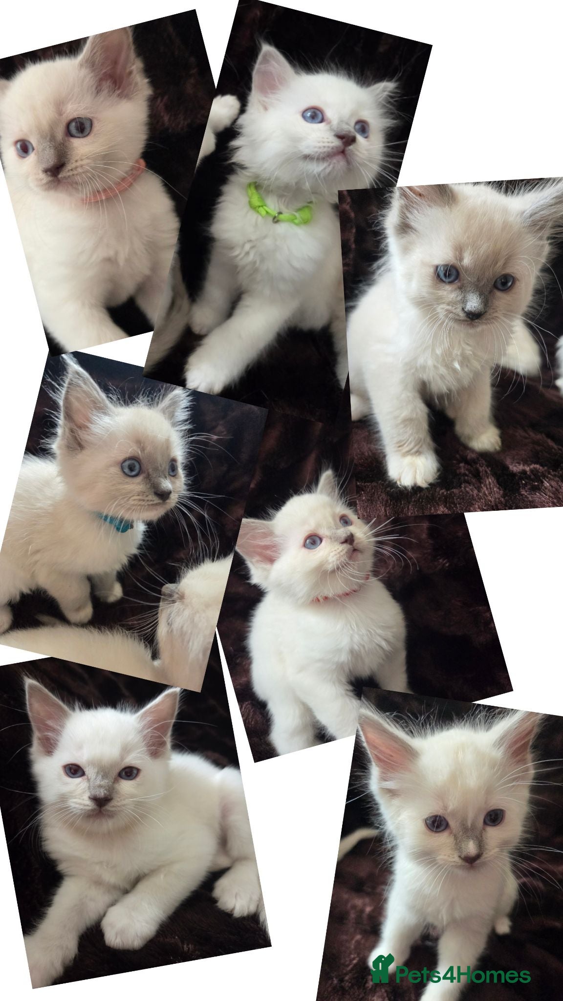 Ragdoll cats  🏆GCCF REG. EXTENSIVELY TESTED RAGDOLL KITTENS 🌟 - Advert 1