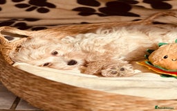 Maltipoo dogs for sale: F1 Toy Maltipoo puppys   - Image 2